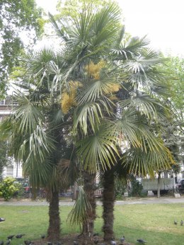Nasiona Trachycarpus Fortunei