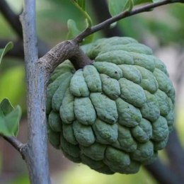 Nasiona Jabłka Budyniowego - Annona Squamosa