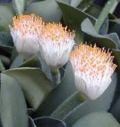 Nasiona Krasnokwiat Białokwiatowy - Heamanthus Albiflos