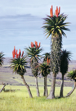 Nasiona Aloe Ferox - Aloes Uzbrojony