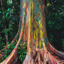 Nasiona Eukaliptusa Tęczowego - Eucalyptus Deglupta