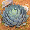 Nasiona Mrozoodpornej Agawy - Agave Prryivar.Parryi