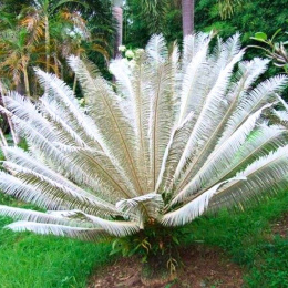 Nasiona Srebrnego Cycasa - Cycas sp.Silver