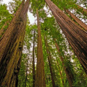 Nasiona sekwoi wieczniezielonej - Sequoia Sempervirens