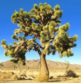 Nasiona Yucca Brevifolia