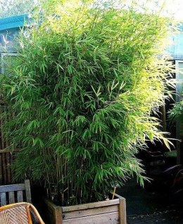 Nasiona Bambus Kolczasty - Bambusa Bambos