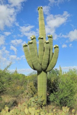Nasiona Karnegia Olbrzymia - kaktus mrozoodporny