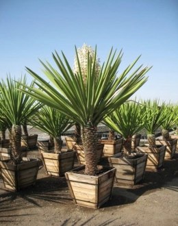 Nasiona Yucca Faxoniana