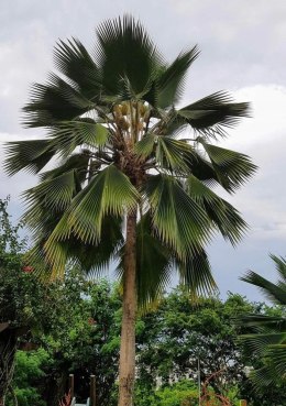 Nasiona Pritchardia Pacifica-Fiji Fan Palm