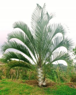 Nasiona Palma Trójkątna - Dypsis Decaryi