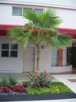 Nasiona Palma z Florydy - Thrinax Radiata