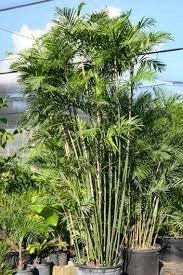 Nasiona Chamaedorea Costaricana