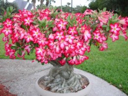 Nasiona Róża Pustyni - Adenium Obesum